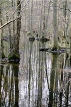 Cypress Trees in the Swamp
