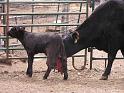 JJ7_Orphan_Calf